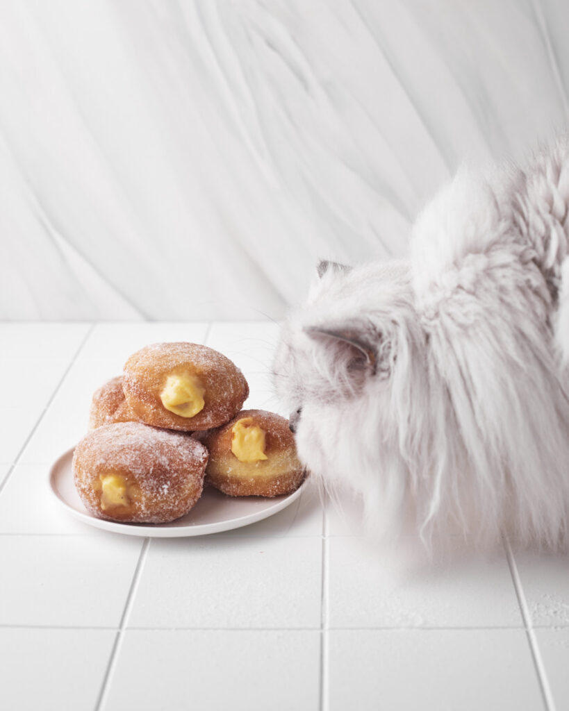 fluffy cat licking the sugar off of a custard donut.