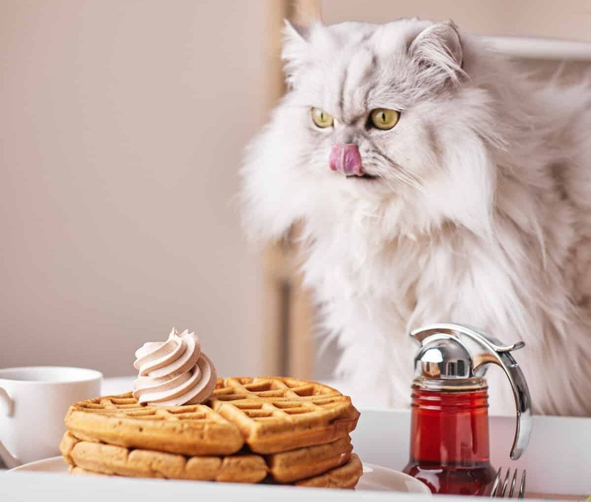 fluffy white cat licking his lips looking at cinnamon waffles.