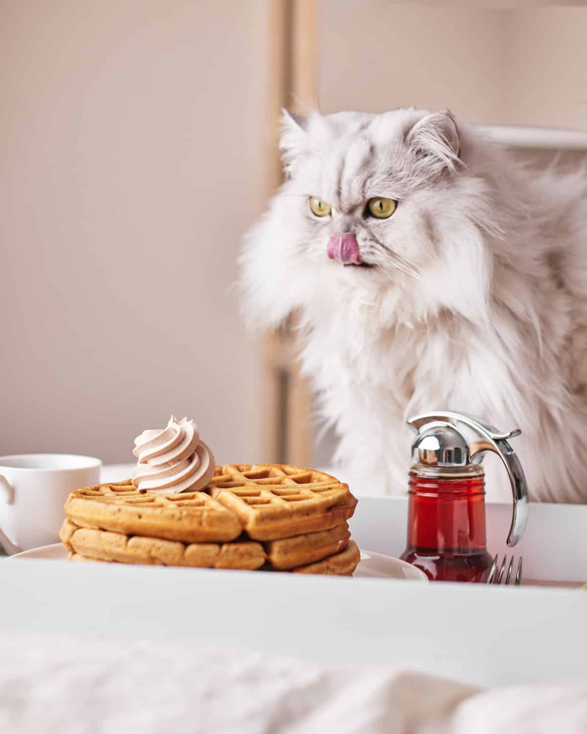 fluffy white cat licking his lips looking at cinnamon waffles.