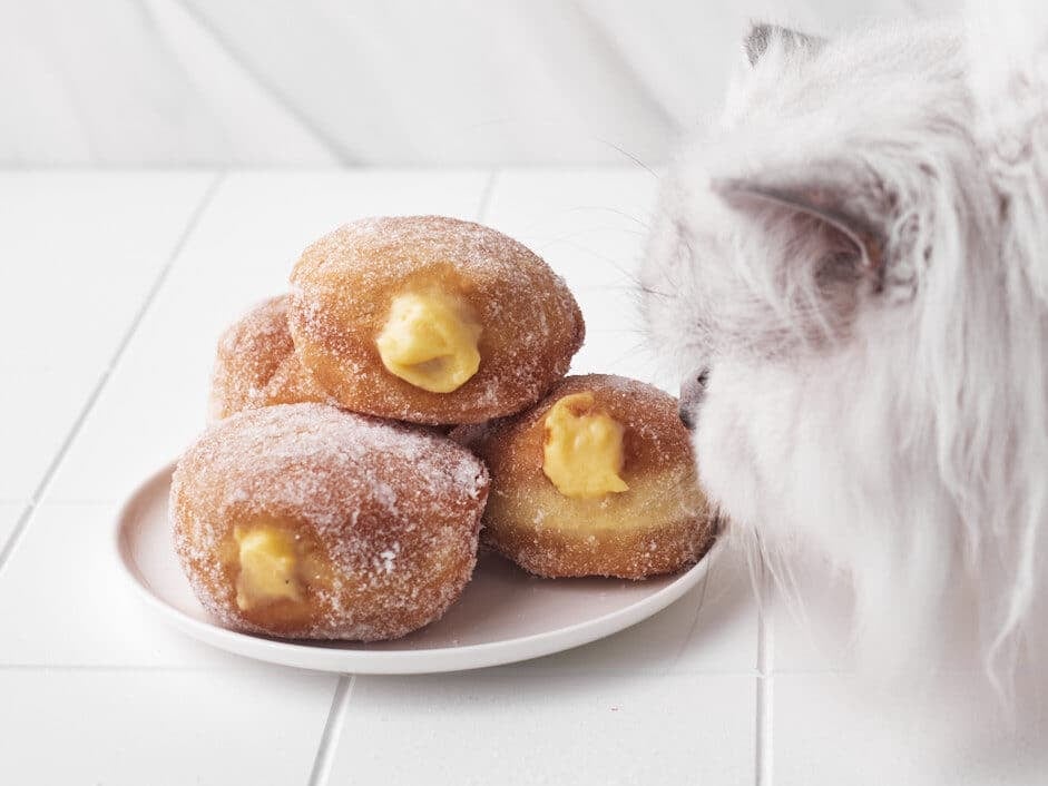 fluffy cat licking the sugar off of a custard donut.